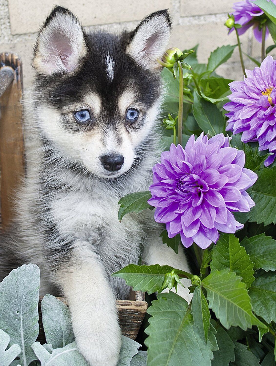 cute husky picture
