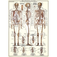 Eurographics - The Skeletal System Puzzle 1000pc