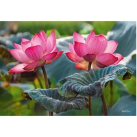 Cherry Pazzi - Pink Lotus Flowers Puzzle 500pc