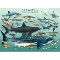 Eurographics - Sharks Puzzle 1000pc