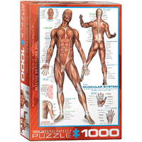 Eurographics - The Muscular System Puzzle 1000pc
