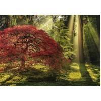 Heye - Magic Forests, Guiding Light Puzzle 1000pc
