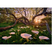 Heye - Magic Forests, Calla Clearing Puzzle 1000pc