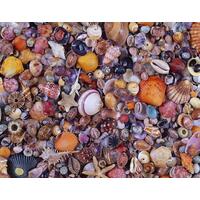 Piatnik - Sea Shells Puzzle 1000pce