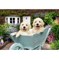 Ravensburger - Golden Retriever Large Format Puzzle 200pc