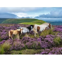 Ravensburger - Wild Horses in the Heather Puzzle 2000pc