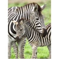 Ravensburger - Zebra Love Puzzle 300pc
