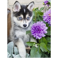 Ravensburger - Cute Husky Large Format Puzzle 500pc 