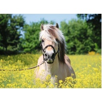 Ravensburger - White Horse Puzzle 500pc