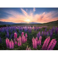 Ravensburger - Lupines Puzzle 500pc