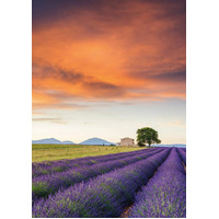 Schmidt - Field of Lavender, Provence Puzzle 500pc