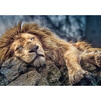 Trefl - Sleeping Lion Puzzle 1000pc