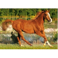 Trefl - The Beauty of Gallop Puzzle 500pc