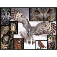 WWF - Owl Puzzle 1000pce