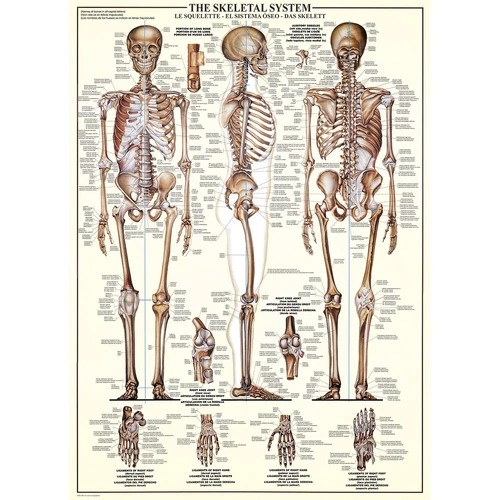 Eurographics - The Skeletal System Puzzle 1000pc
