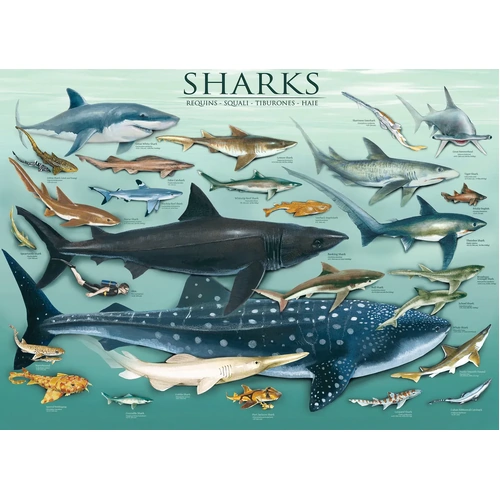 Eurographics - Sharks Puzzle 1000pc