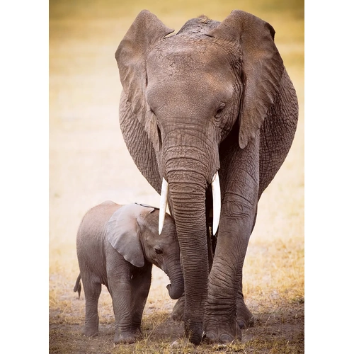 Eurographics - Elephant & Baby Puzzle 1000pc
