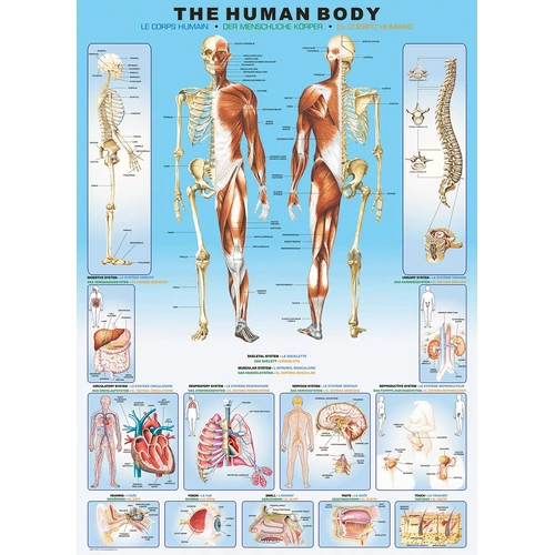Eurographics - The Human Body Puzzle 1000pc