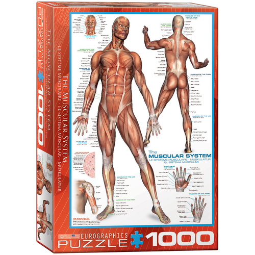 Eurographics - The Muscular System Puzzle 1000pc