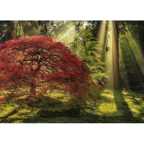 Heye - Magic Forests, Guiding Light Puzzle 1000pc