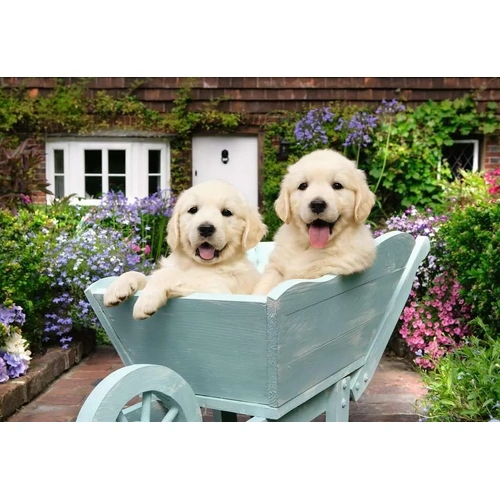 Ravensburger - Golden Retriever Large Format Puzzle 200pc