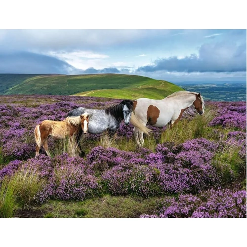 Ravensburger - Wild Horses in the Heather Puzzle 2000pc