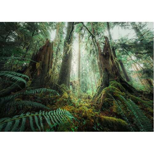 Ravensburger - In the Forest Puzzle 1000pc