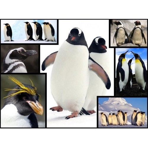 WWF - Penguins Puzzle 1000pce